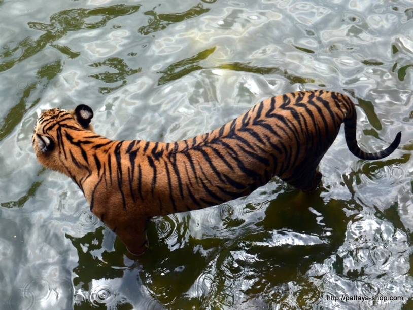tigrovyy zoopark ekskursiya v pattaye20