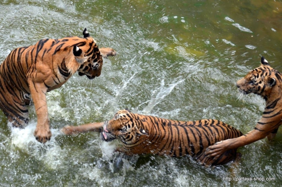 tigrovyy zoopark ekskursiya v pattaye23