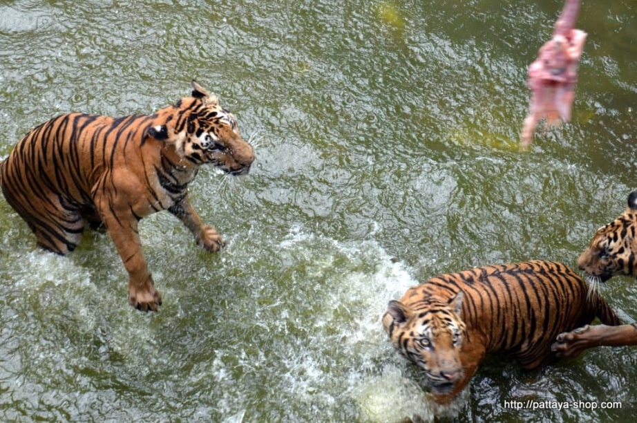 tigrovyy zoopark ekskursiya v pattaye24