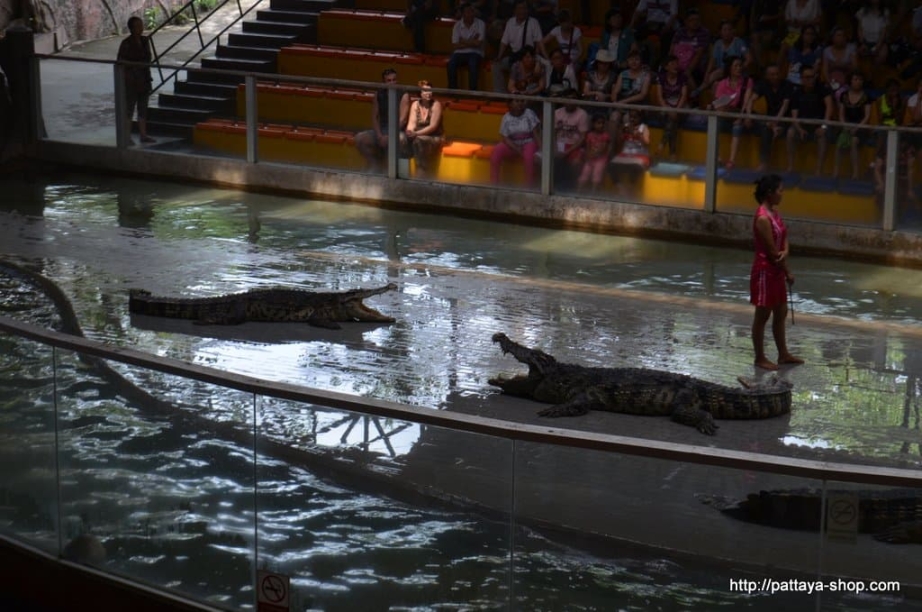 tigrovyy zoopark ekskursiya v pattaye35