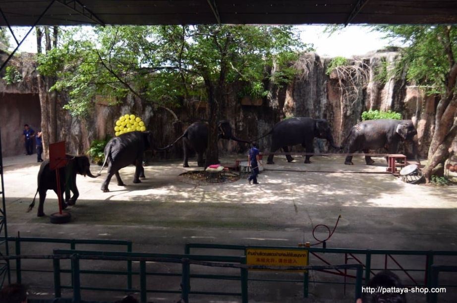 tigrovyy zoopark ekskursiya v pattaye36