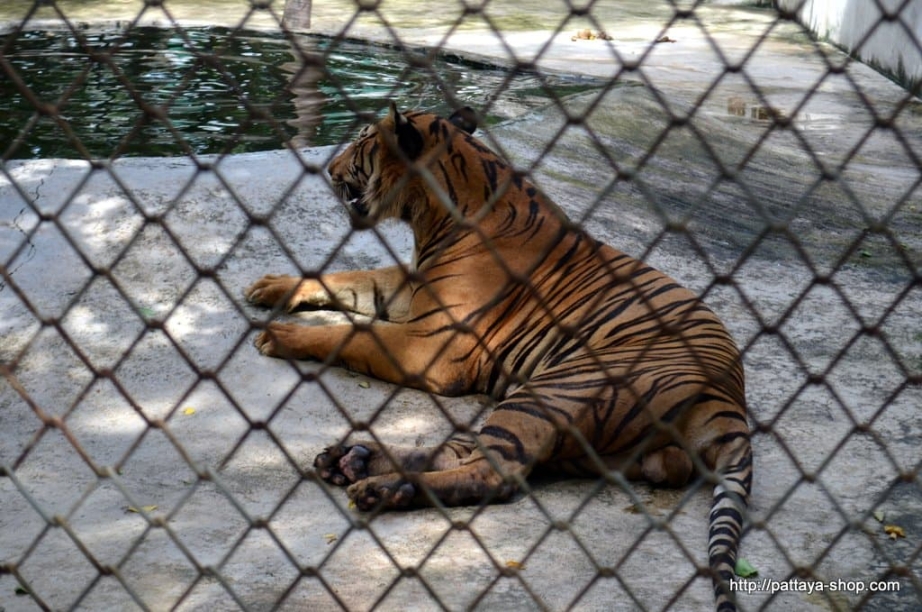 tigrovyy zoopark ekskursiya v pattaye4