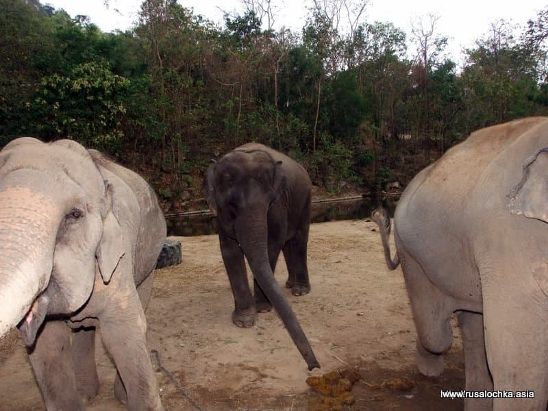 Катание на слонах. Safari and Adventure park.
