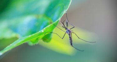Три растения, которые лучше всего отпугивают комаров в Таиланде